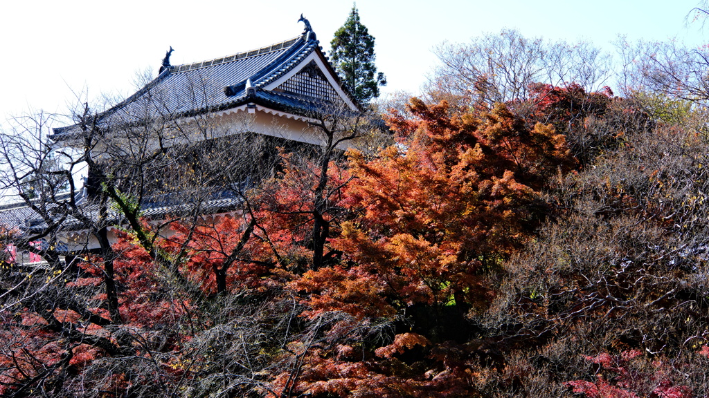 秋の彩り