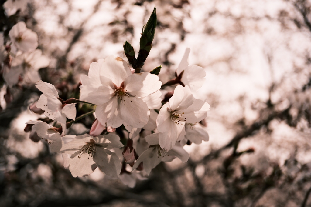 桜