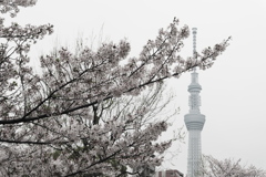 スカイツリーと一緒に