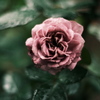 雨の薔薇