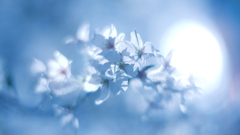 桜　光