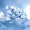桜　光