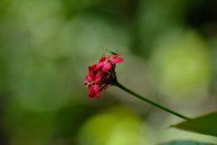 花と虫