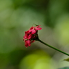 花と虫