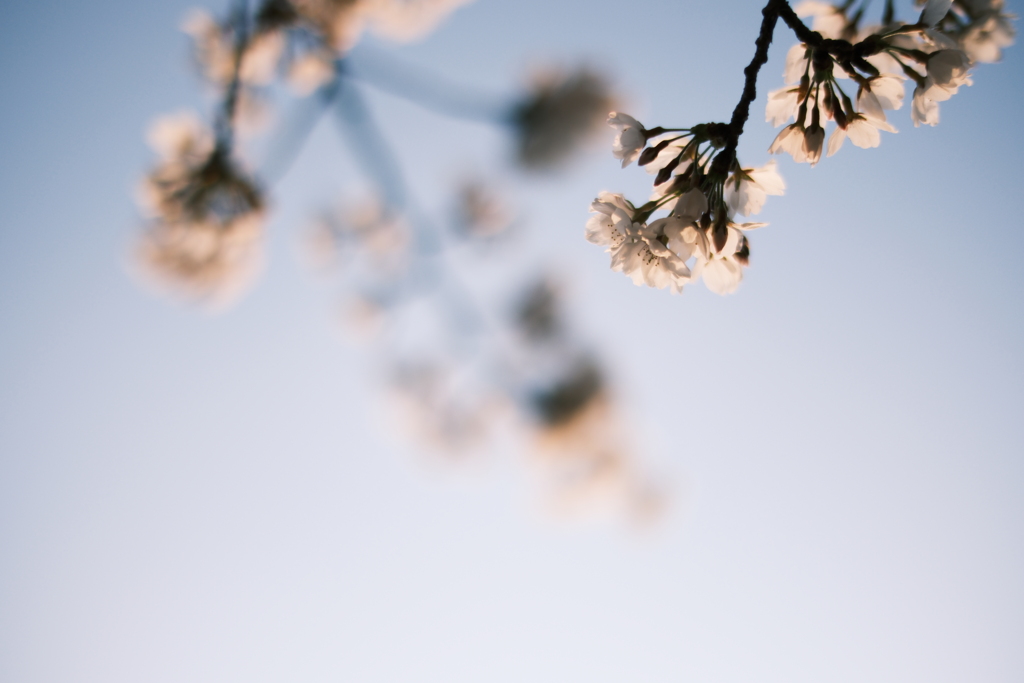 桜 晴天