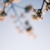 桜 晴天