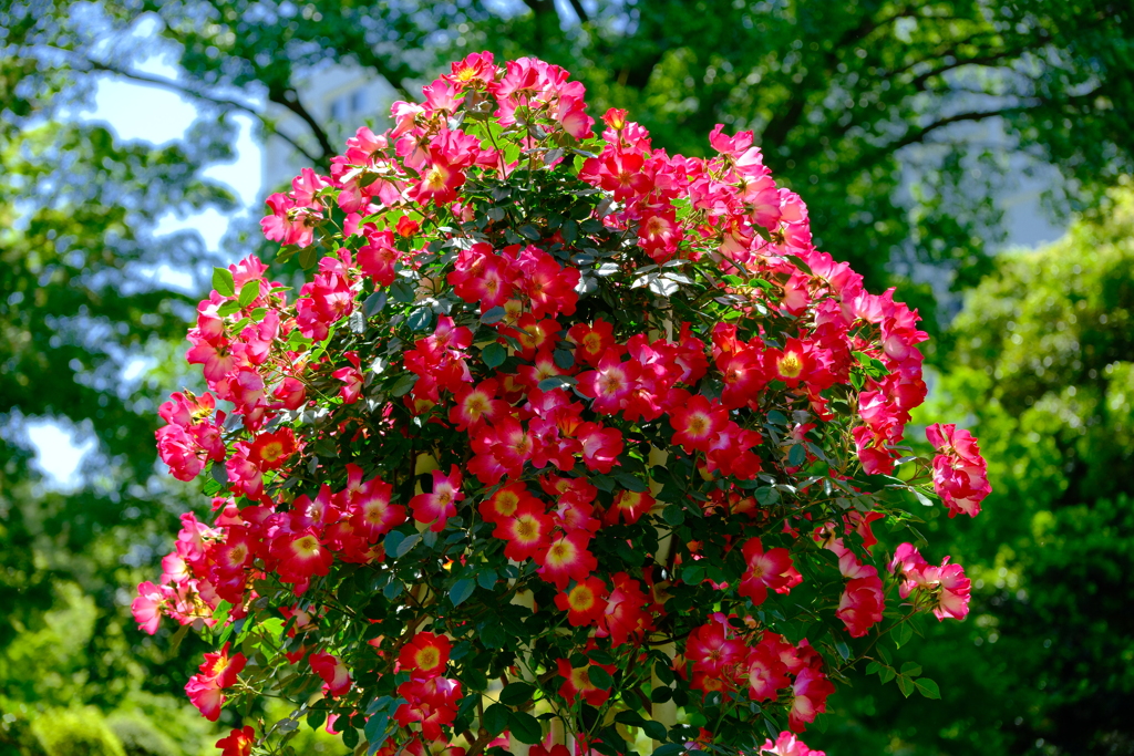 花　集合