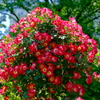 花　集合