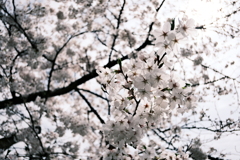桜２