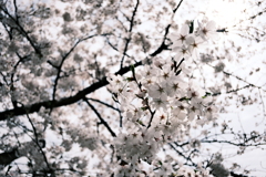 桜２