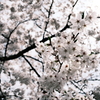 桜２