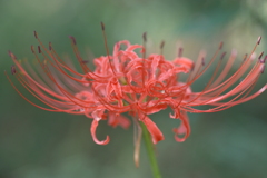 彼岸花