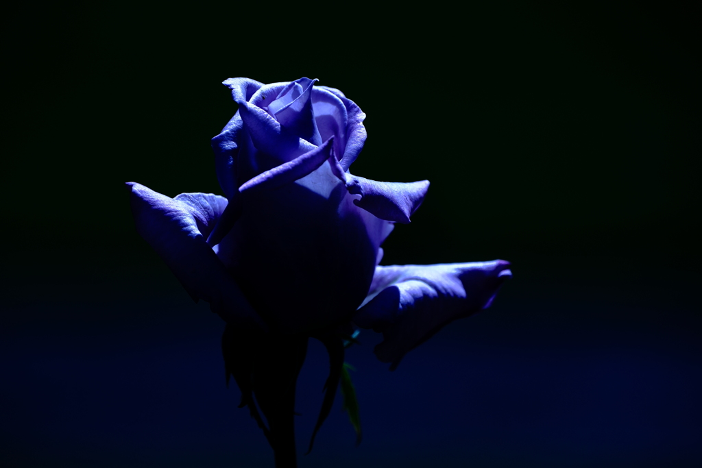 薔薇　紫