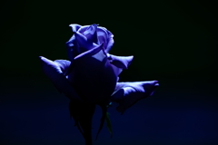 薔薇　紫