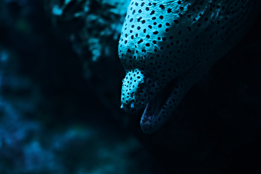ウツボ
