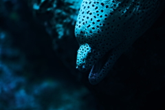 ウツボ