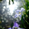 花菖蒲２