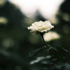 薔薇