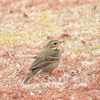 探鳥の努力59　ビンズイ