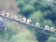 スズメかわいいよスズメ･････ ウフフッ　(´▽｀*)