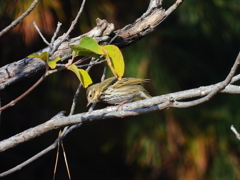 枝葉のビンズイ