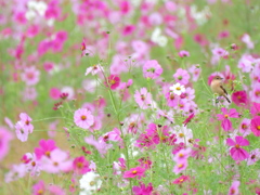あの日見た花の名前を僕達はまだ知らない