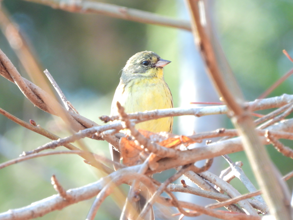 探鳥の努力 51　カナリア