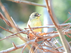 探鳥の努力 51　カナリア