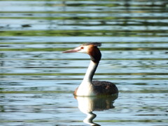 探鳥の努力　１１