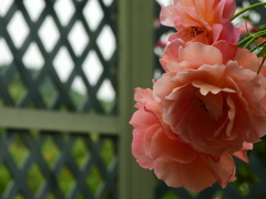 薔薇好き