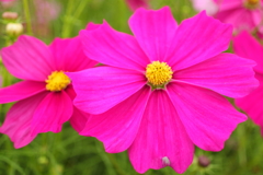 季節の花