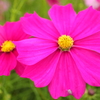 季節の花