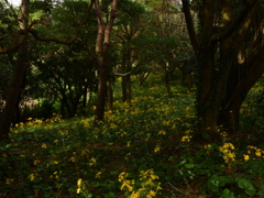 由来のない山辺