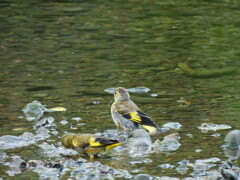 探鳥の努力　15