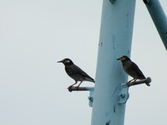 探鳥の努力 22 野鳥の森公園