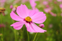 季節の花