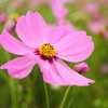 季節の花