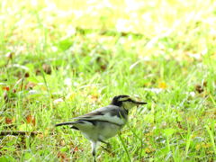 探鳥の努力　13