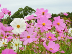 季節の花