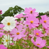 季節の花