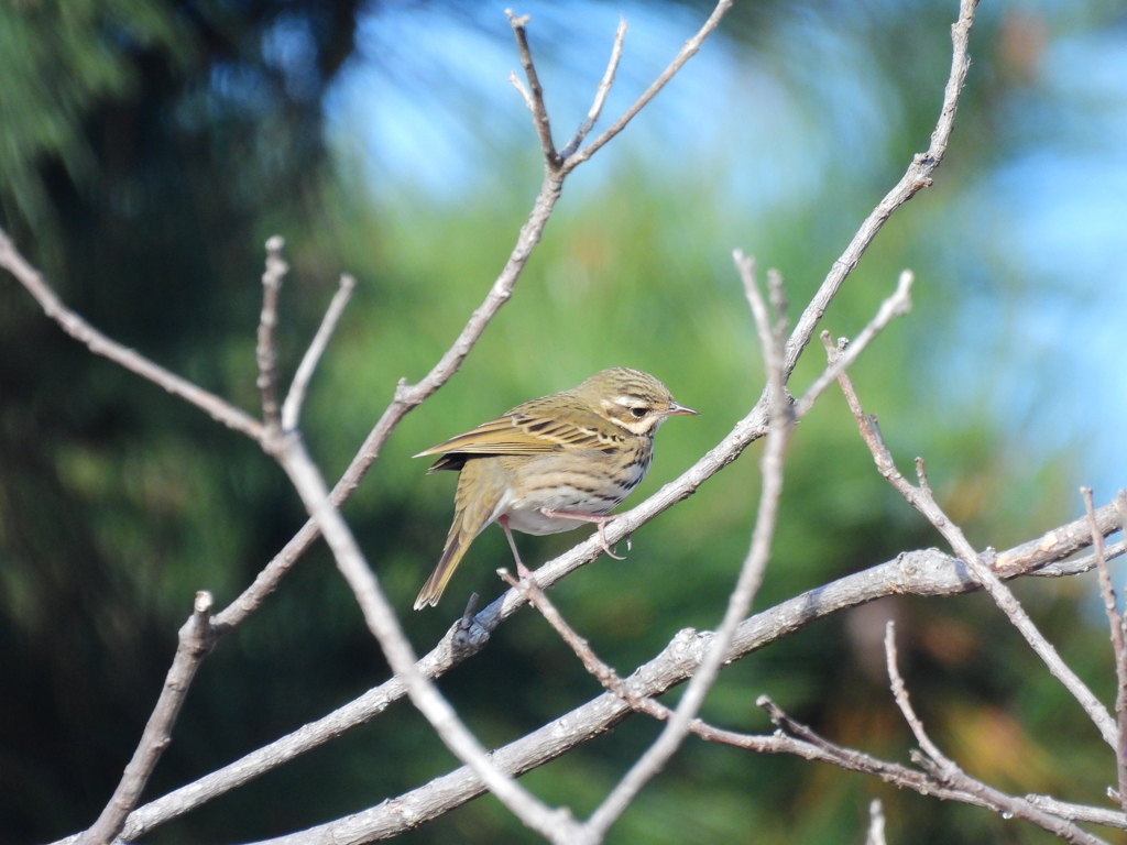 同じモチーフで大変心苦しい