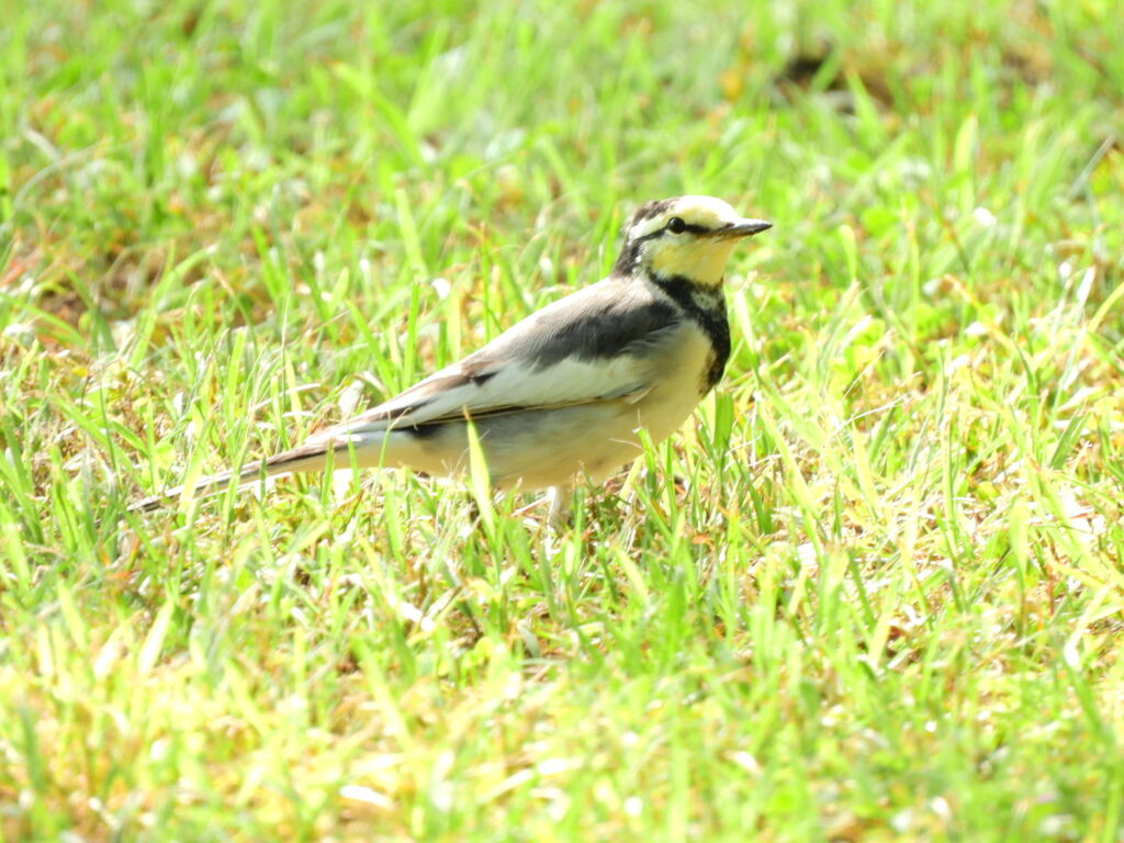 探鳥の努力　12