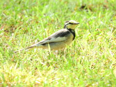 探鳥の努力　12