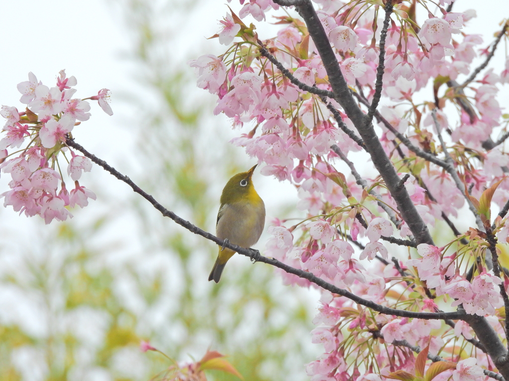 桜下に冠を正さず