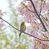 桜下に冠を正さず