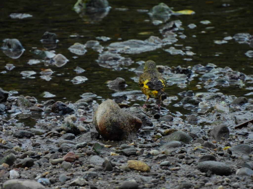 探鳥の努力　12