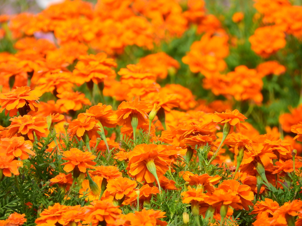 季節の花