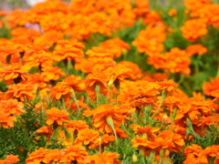 季節の花