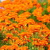 季節の花