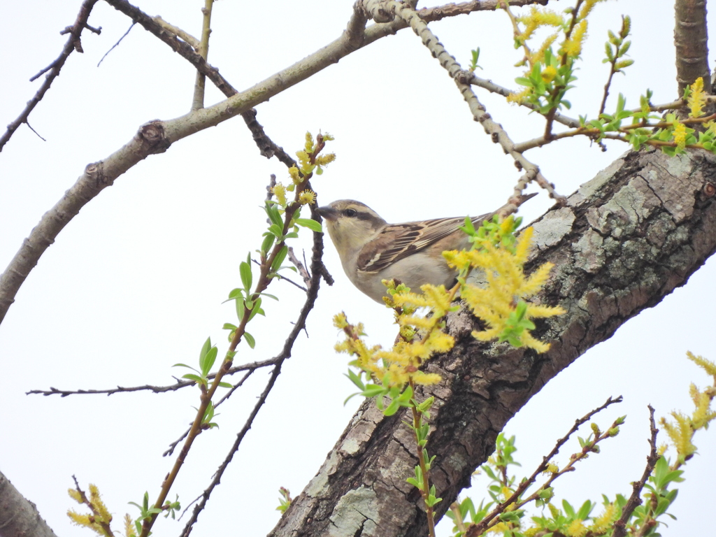 探鳥の努力 63　ニュウナイスズメ 雌